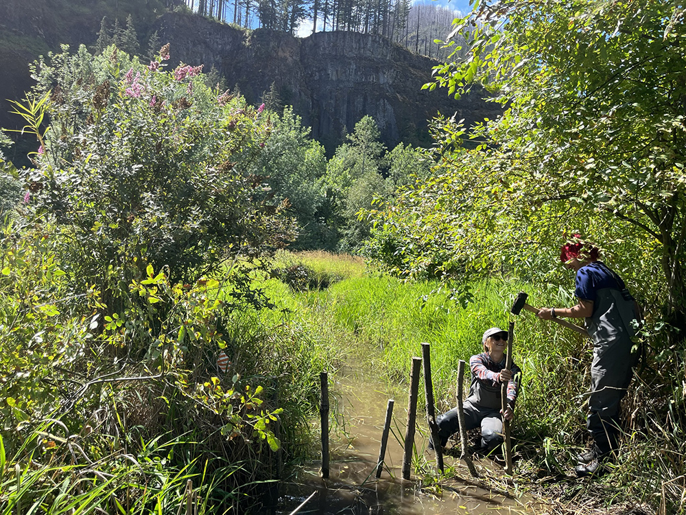 one person crouches to hold a stake while another pounds it into the ground to make a beaver dam analog