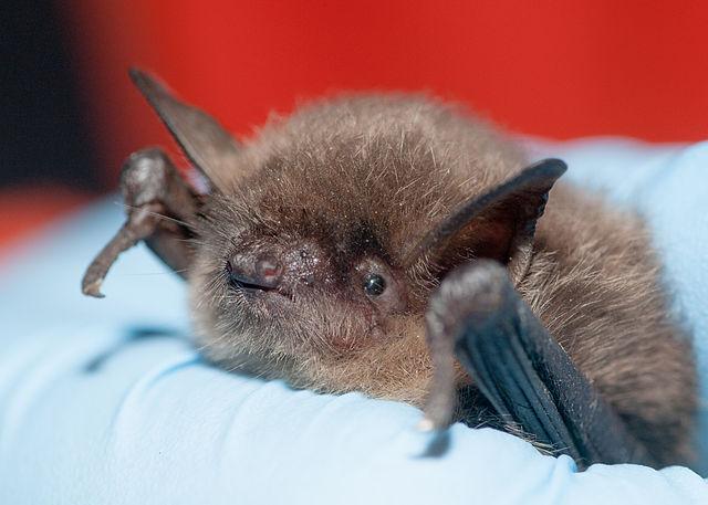 Yuma Myotis credit Daniel Neal