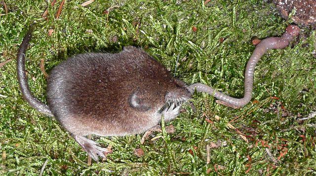 Common Shrew eating earthworm