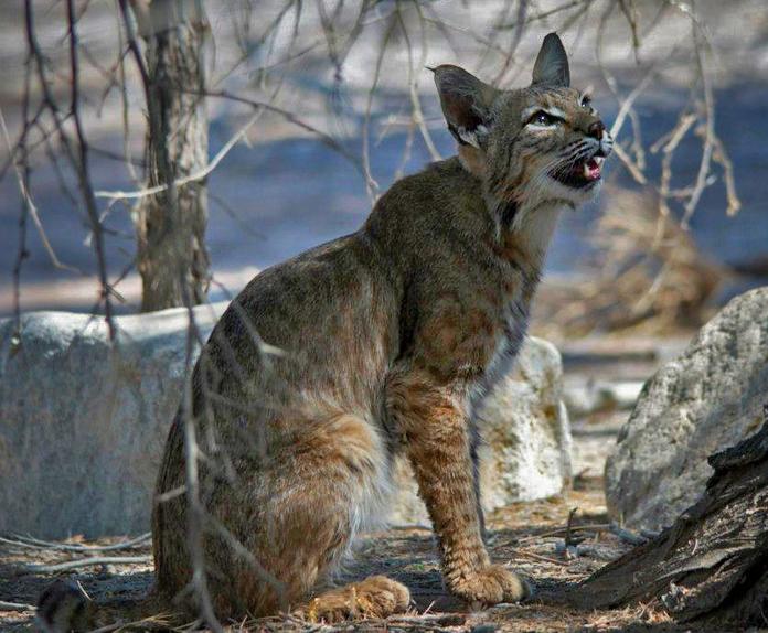 Bobcat credit Mark Stewart USFWS