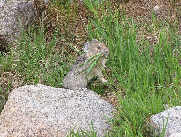 Pika credit USFWS