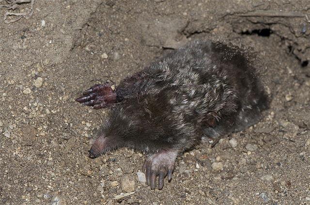 Townsend's Mole