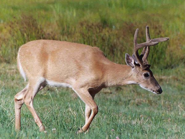 Columbian White-tailed Deer