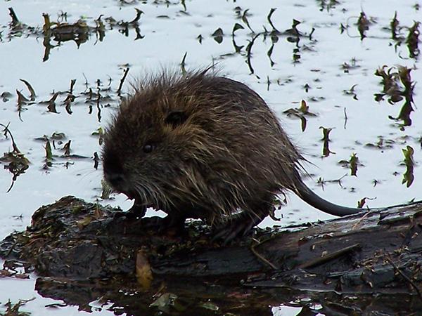 muskrat