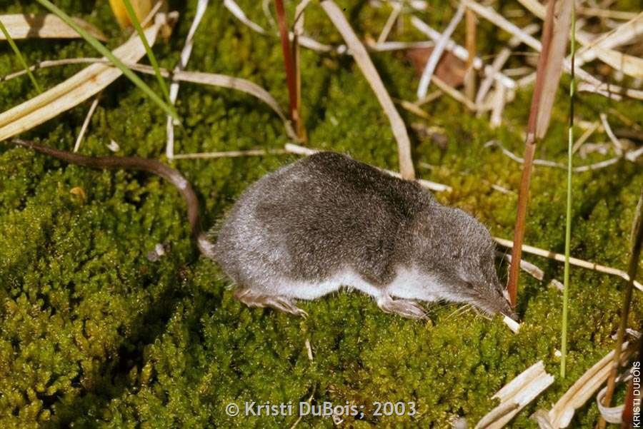 Water Shrew