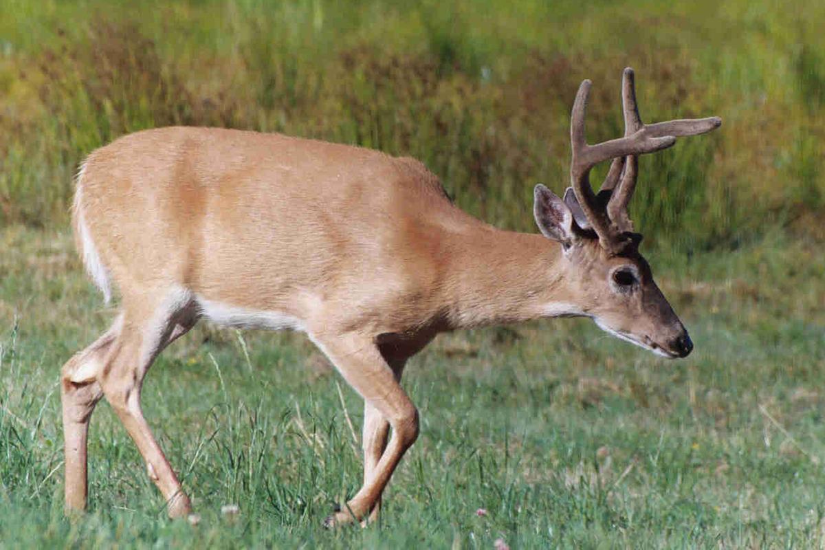 white-tailed deer