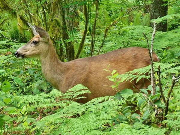 White-tailed deer