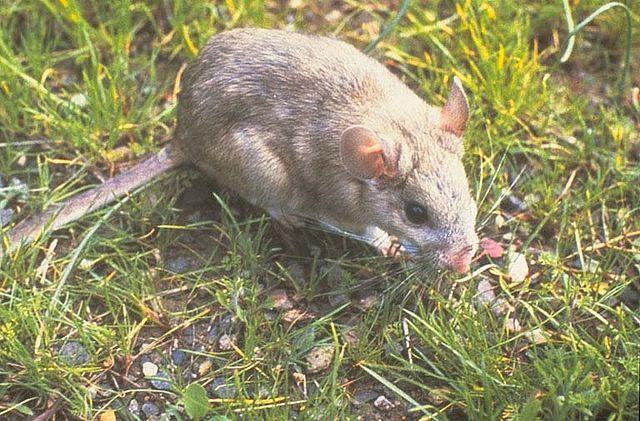 Bushy-tailed woodrat