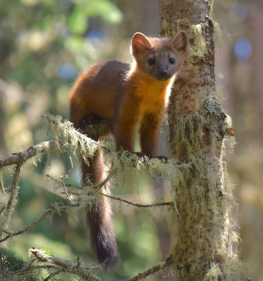 American marten