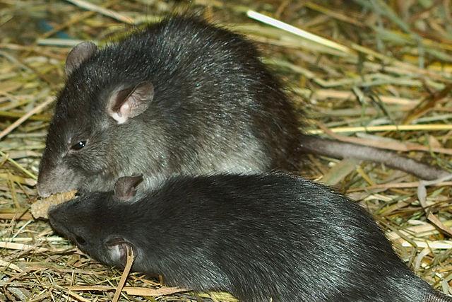 Black rats