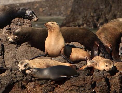 California sea lions