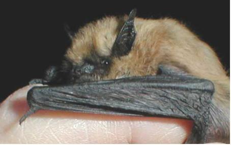 California myotis