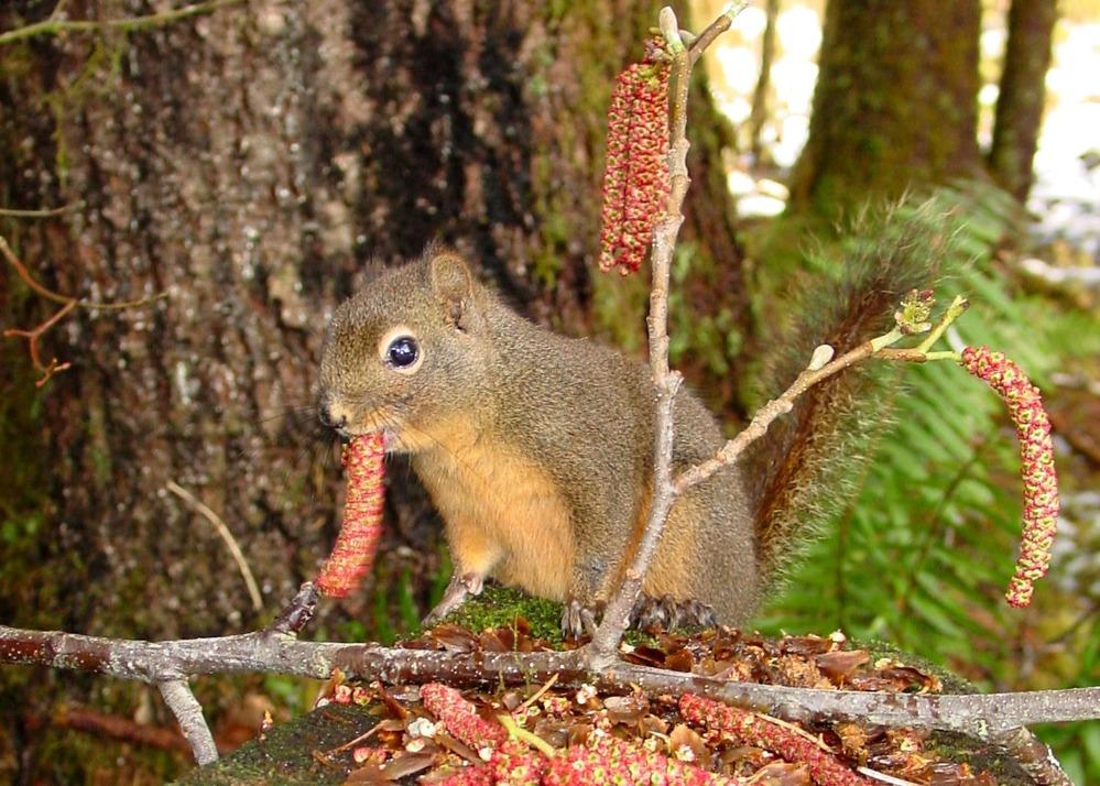 Douglas Squirrel