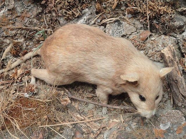 Dusky-footed woodrat