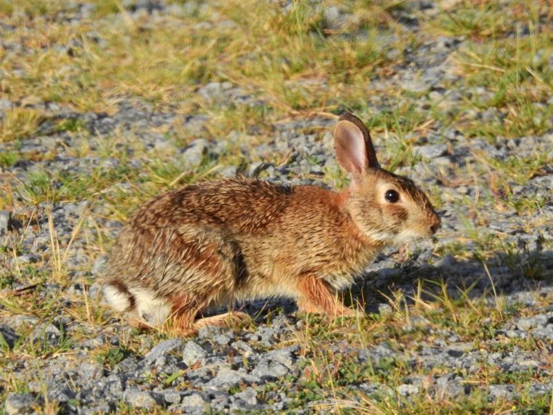 Eastern Cottontail