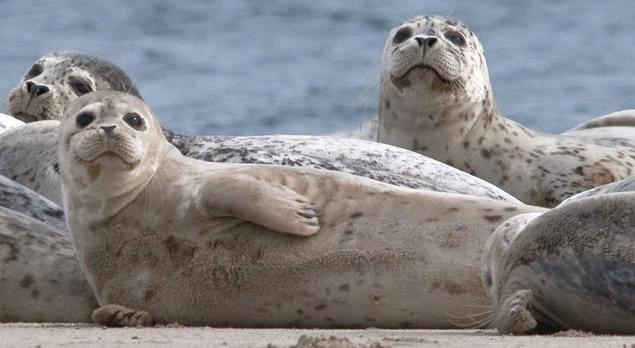 Harbor seals