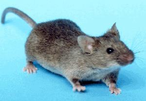 House Mouse