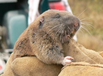 Mazama Pocket Gopher