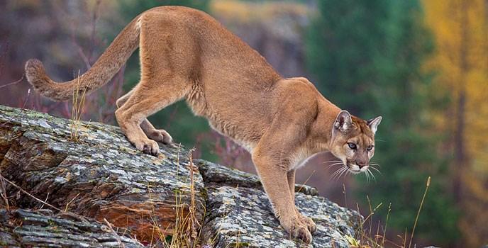 Mountain Lion