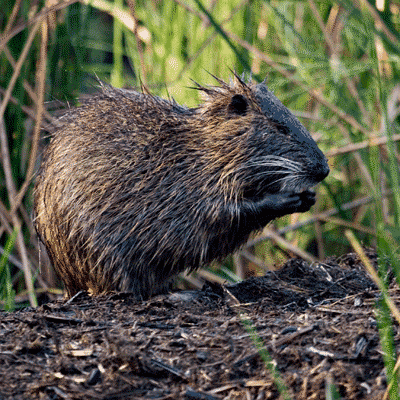 Nutria