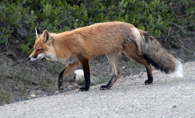 Red Fox