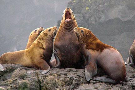 Steller Sea Lions