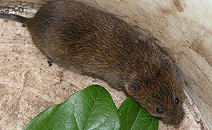 Townsend's Vole