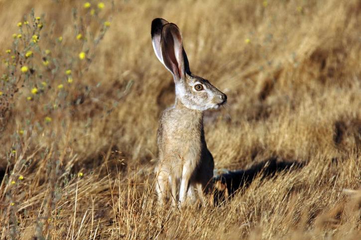 Black-tailed jackrabbit