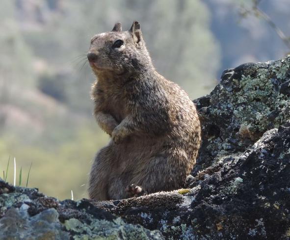 California Ground Squirrel