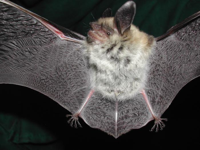 Fringed Myotis