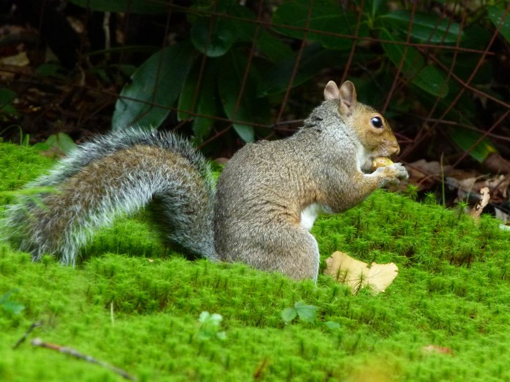 Eastern Gray Squirrel