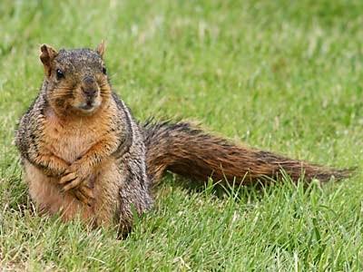 Fox Squirrel