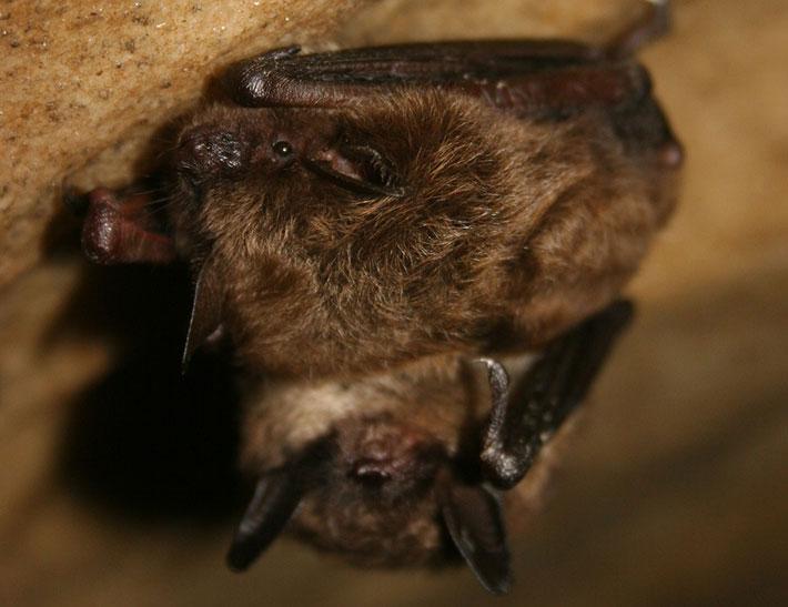 Little Brown Myotis