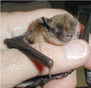 Long-legged Myotis held in a hand