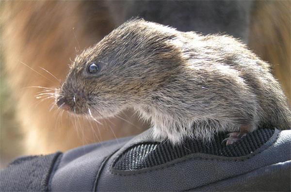 Montane Vole