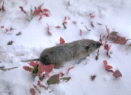 Northern Pocket Gopher