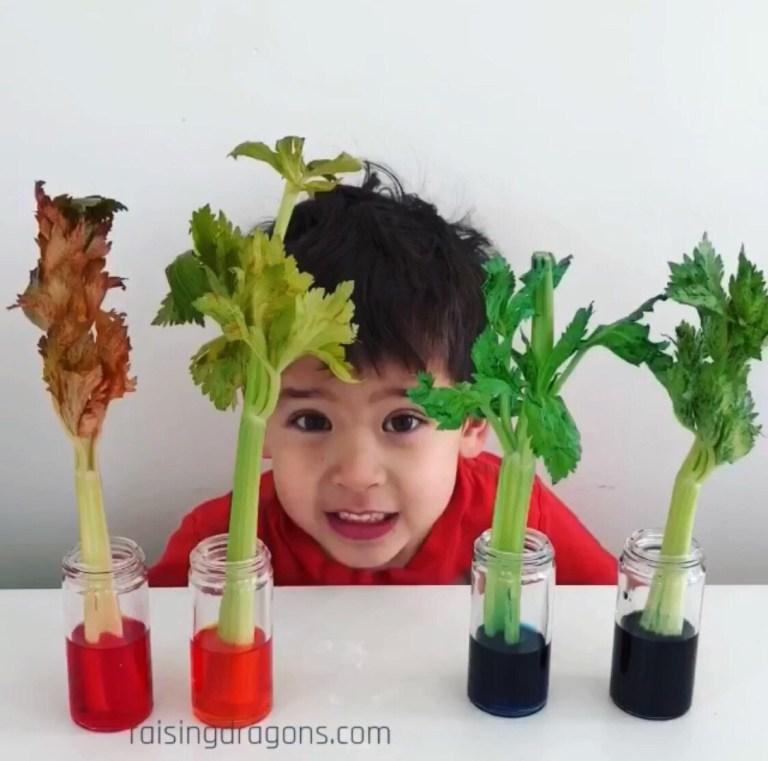 Kiddo and colored celery, credit raisingdragons.com