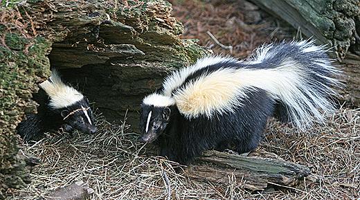 Striped skunks