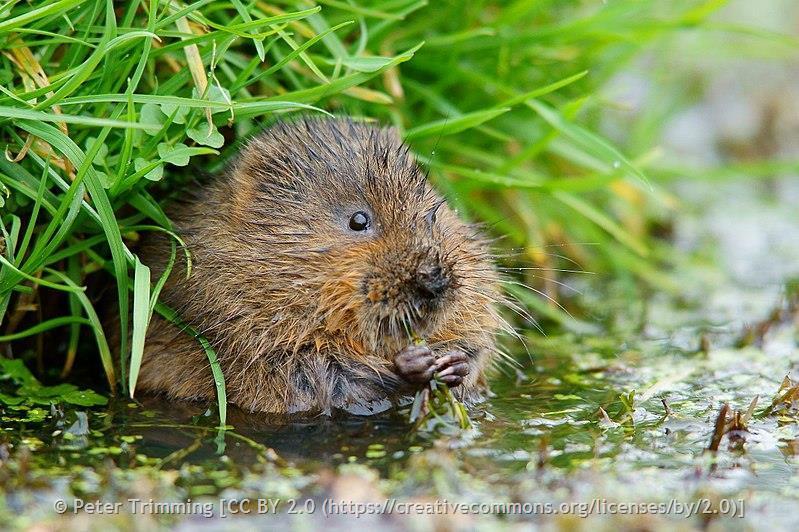 Water Vole