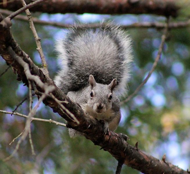 Western Gray Squirrel