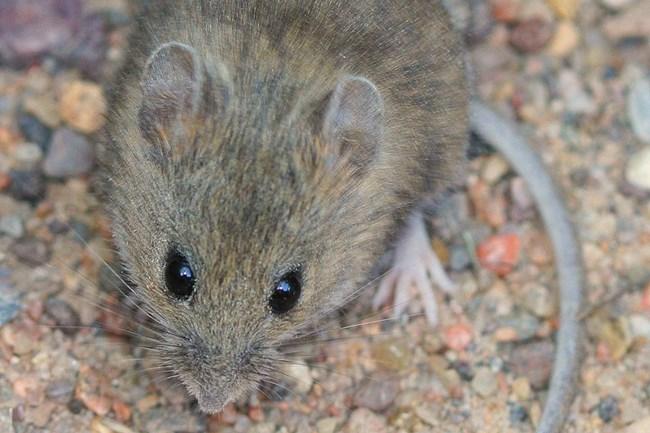 Western Harvest Mouse