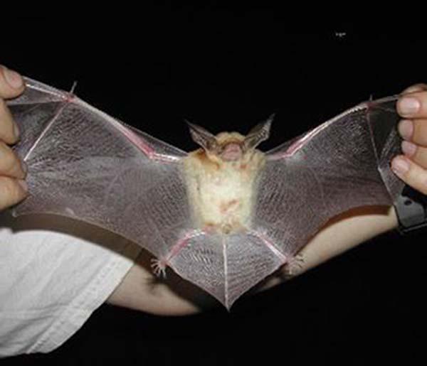 pallid bat