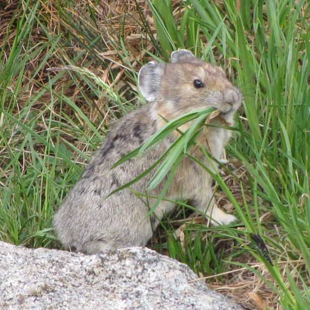 American Pika Chris Kennedy USFWS