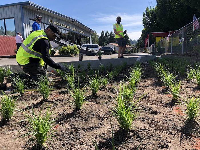 worker finishes planting grasses in a new raingarden