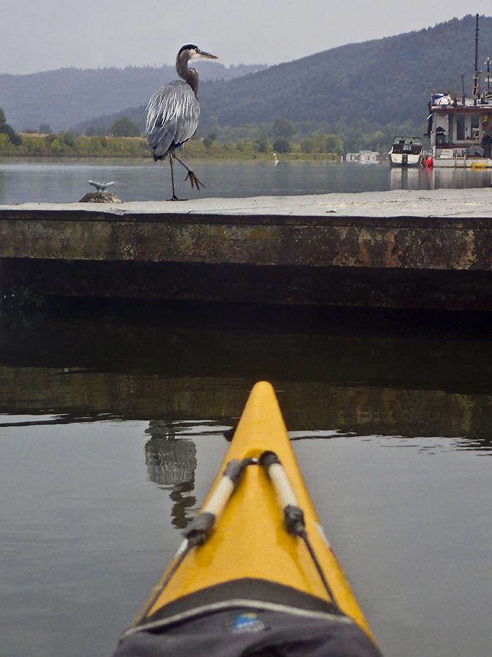 kayak bow in the foreground, and a great blue heron walks on a dock a short distance away