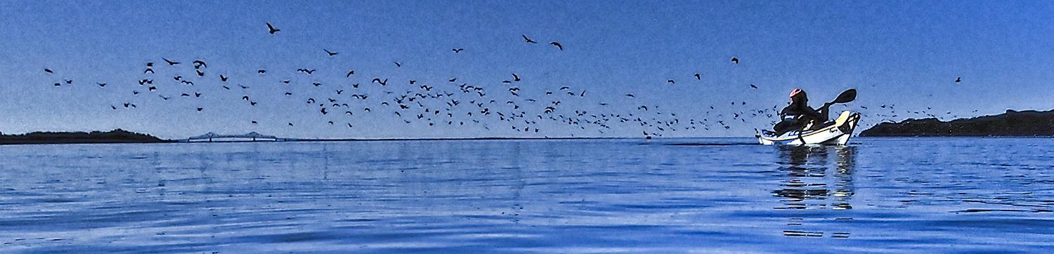 a kayaker surrounded by wheeling birds