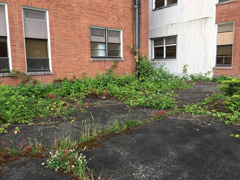 asphalt courtyard with many blackberry vines growing through its cracks