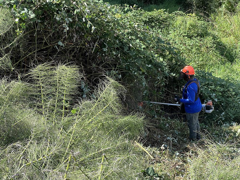 A person wearing PPE cuts blackberry with a trimmer