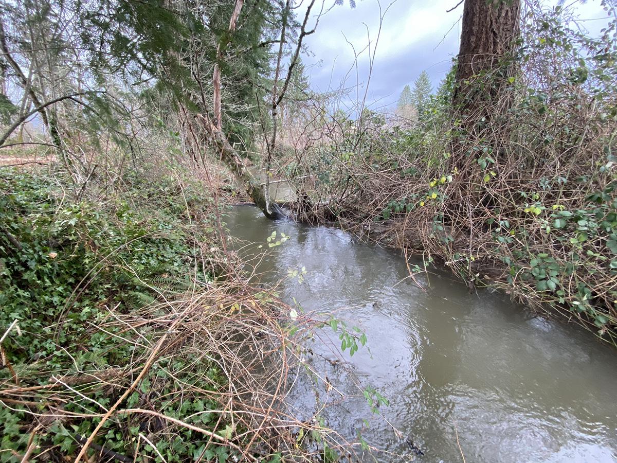 thick blackberry canes surround the creek