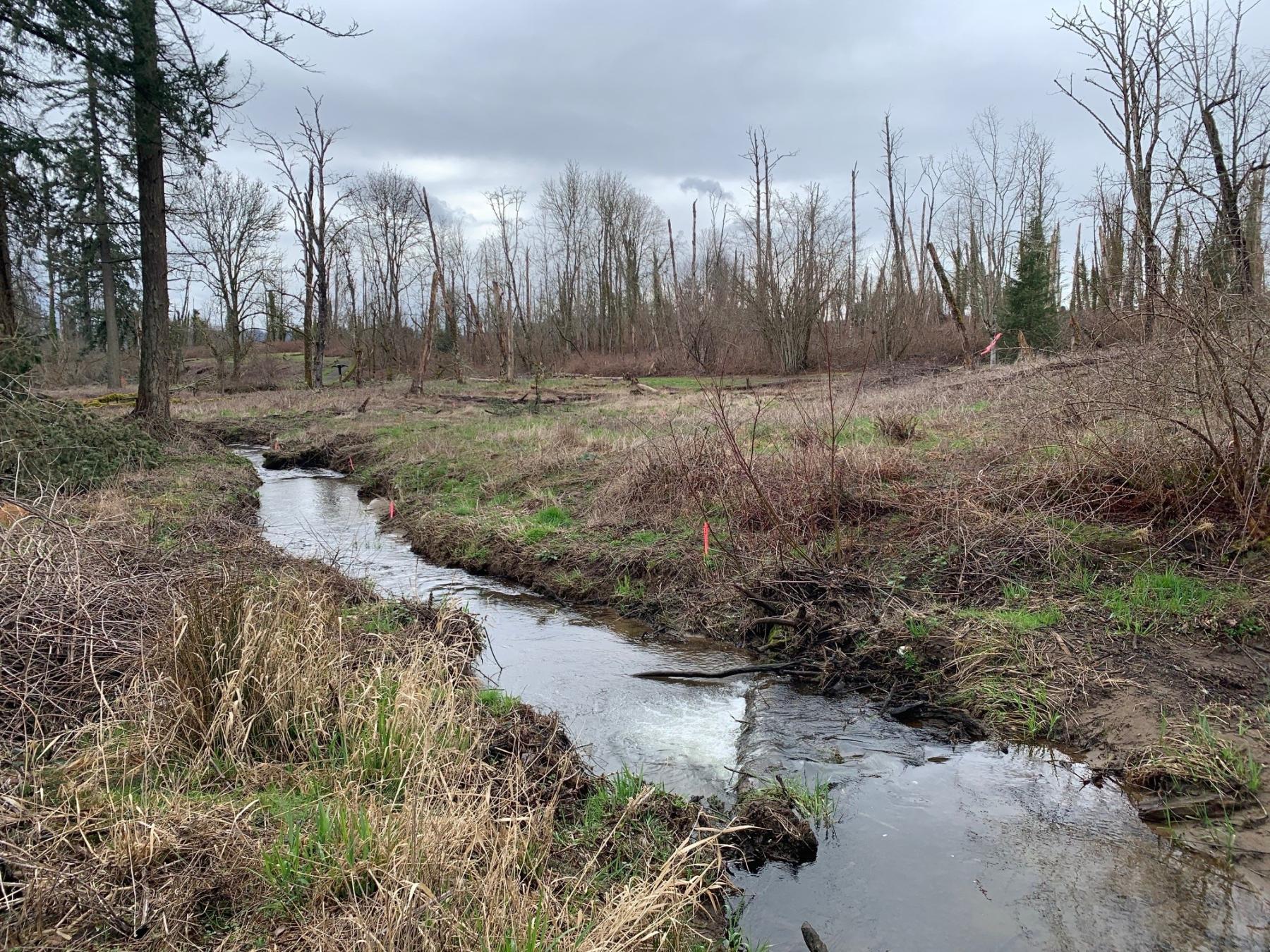 Campen Creek lacks riparian plantings